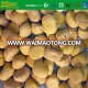 2018 good Chinese fresh chestnut